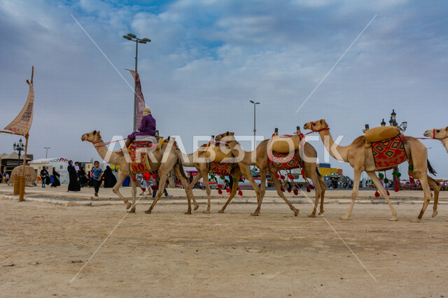 صورة جمالية لمجموعة من الجمال في المهرجان العربي السنوي سوق عكاظ التاريخي بالطائف ، جمال السياحة في مدينة الطائف في المملكة العربية السعودية ، فعاليات و أنشطة ترفيهية ثقافية عربية قديمة تقليدية سعودية ، المملكة العربية السعودية