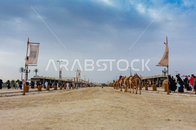 An aesthetic image of a group of camels in the annual Arab festival, the historic Souk Okaz in Taif, the beauty of tourism in the city of Taif in the Kingdom of Saudi Arabia, cultural activities and entertainment activities, ancient Arab, ancient, traditi