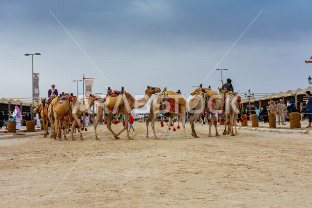 An aesthetic image of a group of camels in the annual Arab festival, the historic Souk Okaz in Taif, the beauty of tourism in the city of Taif in the Kingdom of Saudi Arabia, cultural activities and entertainment activities, ancient Arab, ancient, traditi