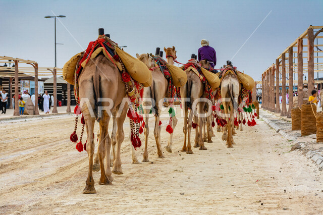 An aesthetic image of a group of camels in the annual Arab festival, the historic Souk Okaz in Taif, the beauty of tourism in the city of Taif in the Kingdom of Saudi Arabia, cultural activities and entertainment activities, ancient Arab, ancient, traditi