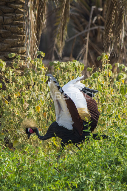 صورة مقربة لطائر الكركي المتوج، محمية طبيعية لتربية ورعاية طيور الكركي المتوج، مزارع خاصة بتربية الطيور