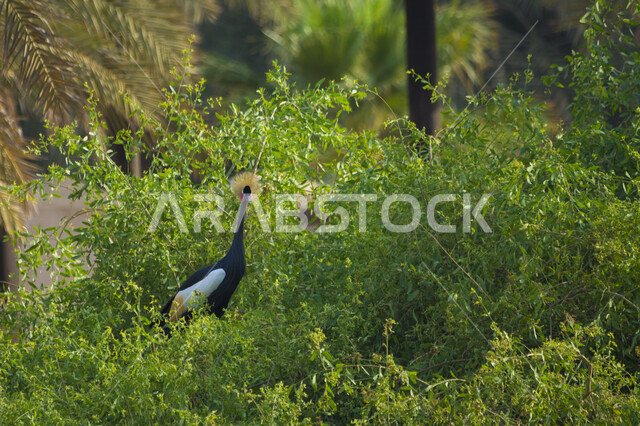 صورة مقربة لطائر الكركي المتوج، محمية طبيعية لتربية ورعاية طيور الكركي المتوج، مزارع خاصة بتربية الطيور