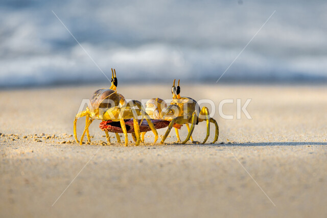 البيئة الساحلية والحياة البحرية، حيوان السلطعون على شاطئ الشويمية في مدينة صلالة، الرمال الناعمة على الساحل، منطقة سياحية مشهورة في دولة سلطنة عمان، خلفية أمواج البحر