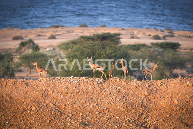 رعاية الثدييات الأليفة في الحدائق والغابات، تربية الحيوانات البرية في المحميات المخصصة، نمو النبات الشوكي في الأرض، قطيع من حيوان الغزال في محمية رأس الشجر في دولة سلطنة عمان