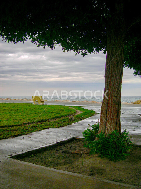جذب واستقطاب السائحين من جميع أنحاء العالم، مكان سياحي ساحلي مشهور في المملكة العربية السعودية, منطقة للاستمتاع برحلة عائلية ترفيهية، صورة مقربة لشجرة خضراء على كورنيش الدمام في النهار