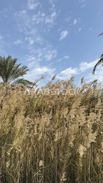أشجار النخيل الخضراء والنباتات البرية في منطقة الدمام، منظر السماء الزرقاء المليئة بالغيوم في النهار، الطبيعة الخضراء في المملكة العربية السعودية، مكان ومنطقة سياحية مشهورة
