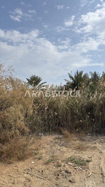 منظر السماء الزرقاء المليئة بالغيوم في النهار، الطبيعة الخضراء في المملكة العربية السعودية، أشجار النخيل الخضراء والنباتات البرية في منطقة الدمام، مكان ومنطقة سياحية مشهورة