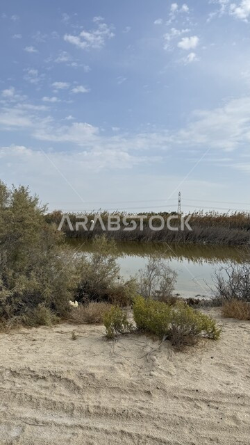 منظر السماء الزرقاء المليئة بالغيوم في النهار، بركة مياه وسط الطبيعة الخضراء في المملكة العربية السعودية، النباتات البرية الطبيعية في محافظة الدمام، مكان ومنطقة سياحية مشهورة