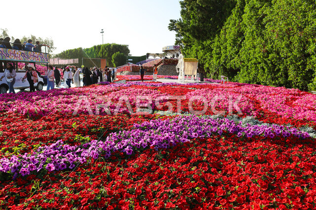 الحفاظ على البيئة والتنمية المستدامة، حقول الورود الملونة والأشجار في مهرجان الزهور والحدائق، التصميم والديكور المتميز في حديقة مدينة ينبع الصناعية في النهار، معرض ومهرجان طبيعي سياحي في المملكة العربية السعودية، وجهه عائلية بيئية ثقافية وترفيهية