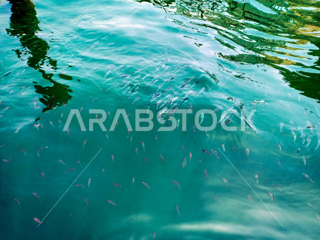 صورة جمالية لإنعكاس ضوء الشمس في الماء ، جمال الأسماك في المياه الصافية ، خلفية طبيعية