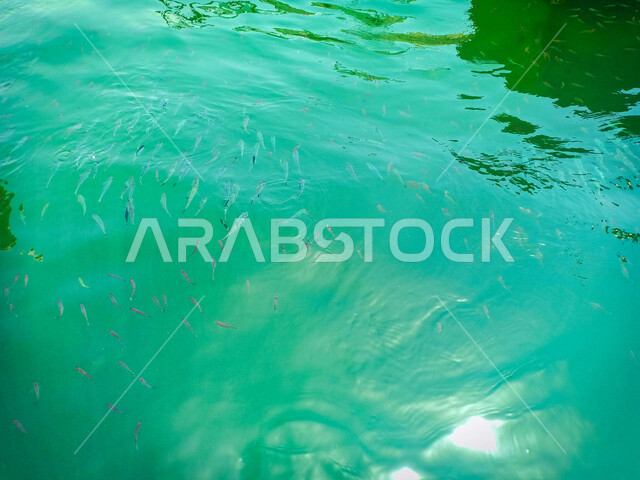 صورة جمالية لإنعكاس ضوء الشمس في الماء ، جمال الأسماك في المياه الصافية ، خلفية طبيعية