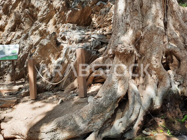 الأشجار الخضراء الكبيرة ذات الجذور التاريخية الممتدة، مكان جذب واستقطاب السائحين في المملكة العربية السعودية، معلم سياحي مشهور، أماكن الطبيعة الخصبة في قرية الرخام في ذي عين الأثرية في مدينة الباحة