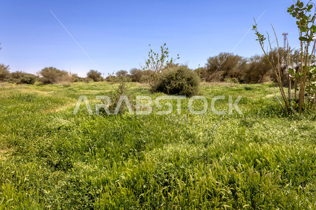 النباتات الربيعية في محمية روضة خريم في الرياض، حديقة ومنتزه طبيعي في المملكة العربية السعودية، زراعة الأشجار الطبيعية الخضراء في الأماكن والمناطق السياحية المشهورة، التنزه وقضاء الأوقات الممتعة في النهار
