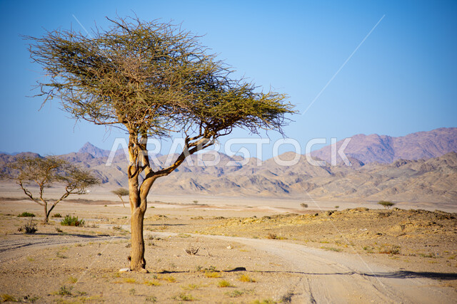 Al Wajh desert in Saudi Arabia, a tree in the middle of the desert during the day, harsh and dry climate, wild areas and desert environment, golden sands and soft sand dunes