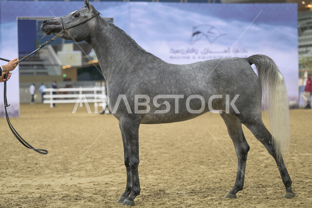 مهرجان الخيل العربي دولة قطر، سباق الخيل في ميدان الدوحة، ممارسة رياضة الفروسية والأنشطة الترفيهية، كأس قطر الثالث للخيول العربية الأصيلة، مشاركة أفضل الملاك والمربين في المنافسات والتحديات الرياضية