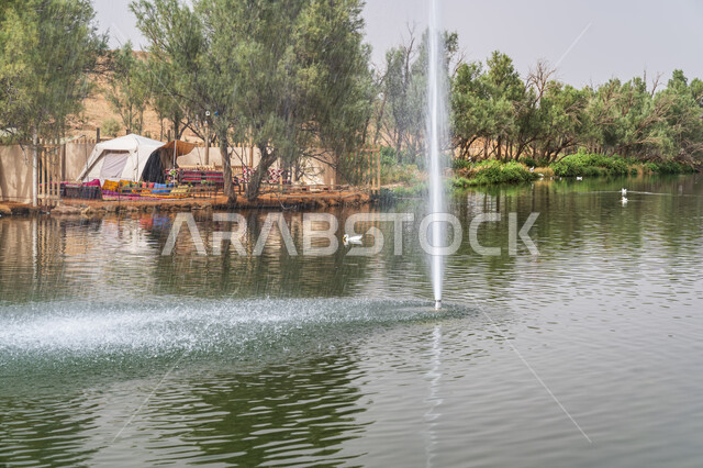 الاهتمام بزراعة النباتات وأشجار النخيل، المنتزهات الترفيهية العامة، المسطحات المائية في شعيب المشقر بمحافظة المجمعة في النهار، مكان سياحي طبيعي في المملكة العربية السعودية، أماكن مناطق عائلية للتنزه والترفيه والمتعة، المناظر الطبيعيه الخضراء