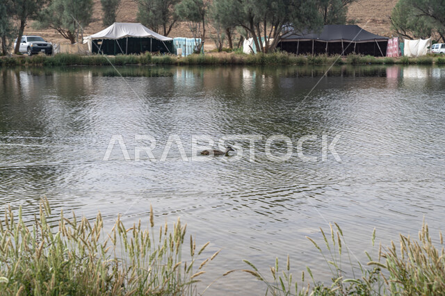 الاهتمام بزراعة النباتات وأشجار النخيل، المنتزهات الترفيهية العامة، المسطحات المائية في شعيب المشقر بمحافظة المجمعة في النهار، مكان سياحي طبيعي في المملكة العربية السعودية، أماكن مناطق عائلية للتنزه والترفيه والمتعة، المناظر الطبيعيه الخضراء