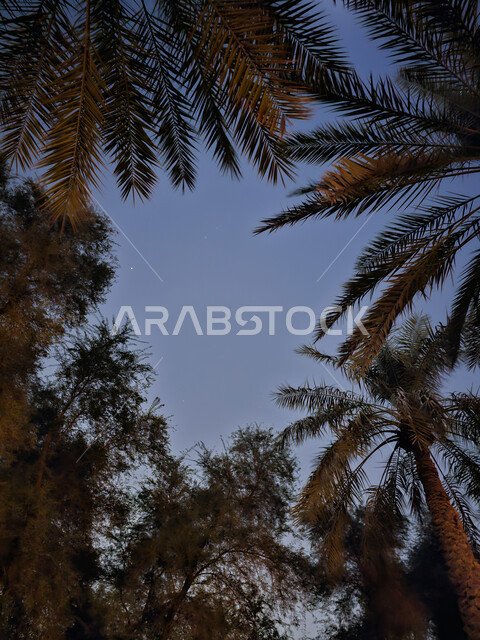 Landscapes in Wadi Hanifa Park in Riyadh, green herbs and trees, crops and agricultural lands in the Kingdom of Saudi Arabia, famous tourist places and landmarks