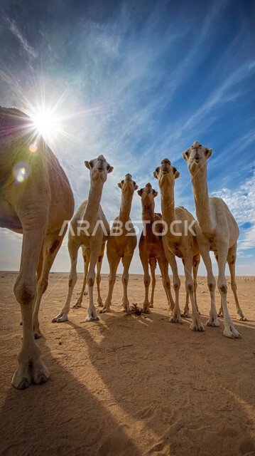 المحميات الطبيعية لرعي الجمال، الاهتمام بتربية الابل في دول الخليج العربي، رعاية المواشي والثدييات في المملكة العربية السعودية، مجموعة من النوق العربية الاصيلة فوق الرمال الذهبية في الصحراء وقت النهار