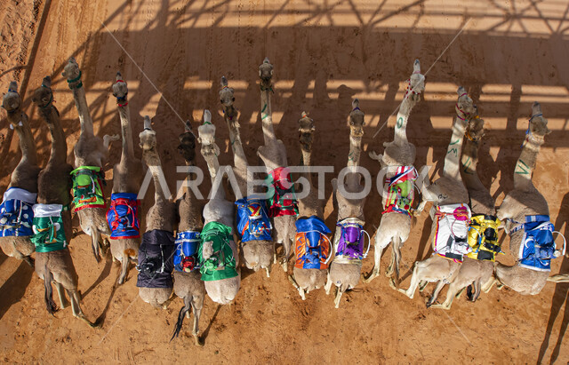 المحميات الطبيعية لرعي الجمال، الاهتمام بتربية الابل في دول الخليج العربي، رعاية المواشي والثدييات في المملكة العربية السعودية، صورة علوية عامودية لمجموعة من النوق العربية الاصيلة فوق الرمال الذهبية في الصحراء وقت النهار