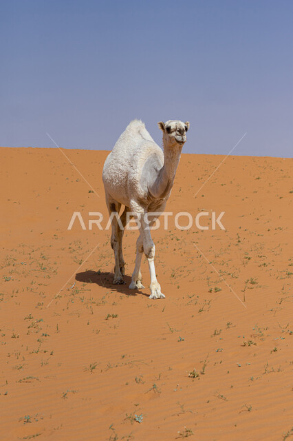ناقة عربية اصيلة تقف فوق الرمال الذهبية في الصحراء وقت النهار، المحميات الطبيعية لرعي الجمال، الاهتمام بتربية الابل في دول الخليج العربي، رعاية المواشي والثدييات في المملكة العربية السعودية