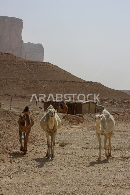 المحميات الطبيعية لرعي الجمال، الاهتمام بتربية الابل في دول الخليج العربي، رعاية المواشي والثدييات في المملكة العربية السعودية، مجموعة من النوق العربية الاصيلة فوق الرمال الذهبية في الصحراء وقت النهار