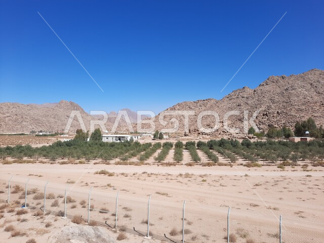 التكوينات الصخرية الطبيعية في المناطق الصحراوية، القمم والمرتفعات الجبلية في مدينة تبوك في المملكة العربية السعودية، معالم اثرية تاريخية قديمة، اماكن سياحية في السعودية، جبل سيناء في النهار