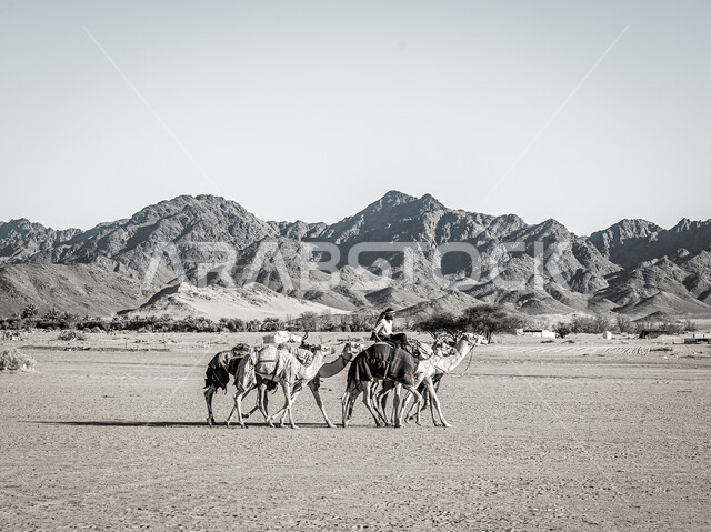 المحميات الطبيعية لرعي الجمال، الاهتمام بتربية الابل في دول الخليج العربي، رعاية المواشي والثدييات في المملكة العربية السعودية، مجموعة من النوق العربية الاصيلة فوق الرمال الذهبية في الصحراء وقت النهار