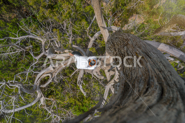 Enjoying the scenery, having a good time outdoors, a tourist place in Saudi Arabia, dry, dry tree branches in the middle of the farm during the day