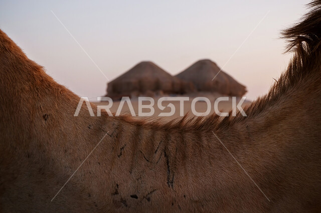 المحميات الطبيعية لرعي الجمال، الاهتمام بتربية الابل في دول الخليج العربي، رعاية المواشي والثدييات في المملكة العربية السعودية، صورة مقربة لحيوان العربية الاصيلة فوق الرمال الذهبية في الصحراء وقت النهار