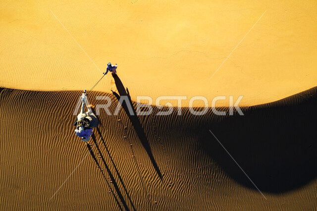 المحميات الطبيعية لرعي الجمال، الاهتمام بتربية الابل في دول الخليج العربي، رعاية المواشي والثدييات في المملكة العربية السعودية، صورة علوية عامودي لحيوان العربية الاصيلة فوق الرمال الذهبية في الصحراء وقت النهار