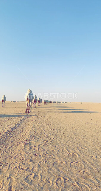 المحميات الطبيعية لرعي الجمال، الاهتمام بتربية الابل في دول الخليج العربي، رعاية المواشي والثدييات في المملكة العربية السعودية، مجموعة من النوق العربية الاصيلة فوق الرمال الذهبية في الصحراء وقت النهار