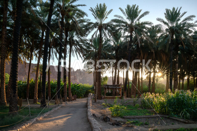 محمية طبيعية لزراعة أشجار النخيل, محاصيل زراعية ومنتجات محلية وطنية, موسم حصاد التمور, معالم محافظة العلا السياحية, المزراع والاراضي الزراعية في المملكة العربية السعودية, الطبيعة في القمم والمرتفعات الجبلية، المباني المبنية من الطين والطوب