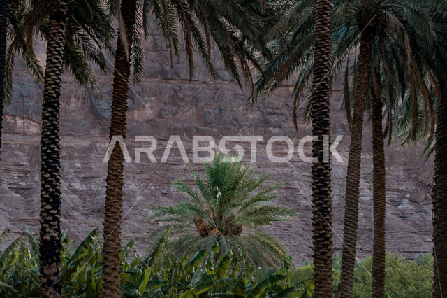 محمية طبيعية لزراعة أشجار النخيل, محاصيل زراعية ومنتجات محلية وطنية, موسم حصاد التمور, معالم محافظة العلا السياحية, المزراع والاراضي الزراعية في المملكة العربية السعودية, الطبيعة في القمم والمرتفعات الجبلية، المباني المبنية من الطين والطوب