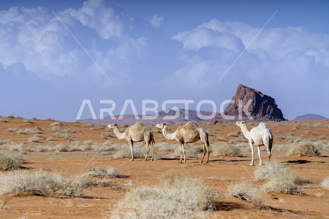 المحميات الطبيعية لرعي الجمال، الاهتمام بتربية الابل في دول الخليج العربي، رعاية المواشي والثدييات في المملكة العربية السعودية، مجموعة من النوق العربية الاصيلة فوق الرمال الذهبية في الصحراء وقت النهار