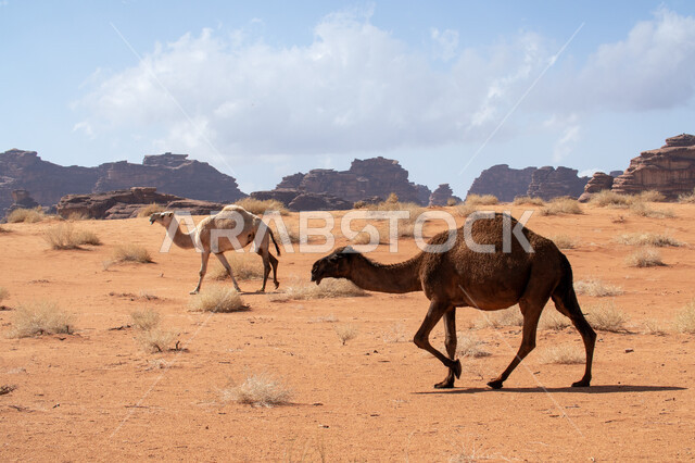 المحميات الطبيعية لرعي الجمال، الاهتمام بتربية الابل في دول الخليج العربي، رعاية المواشي والثدييات في المملكة العربية السعودية، مجموعة من النوق العربية الاصيلة فوق الرمال الذهبية في الصحراء وقت النهار