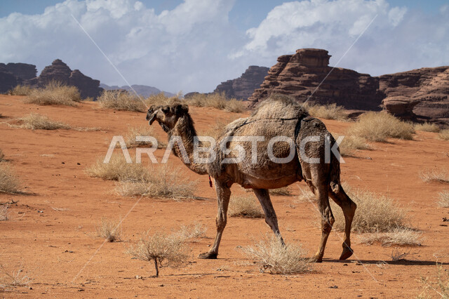 المحميات الطبيعية لرعي الجمال، الاهتمام بتربية الابل في دول الخليج العربي، رعاية المواشي والثدييات في المملكة العربية السعودية، مجموعة من النوق العربية الاصيلة فوق الرمال الذهبية في الصحراء وقت النهار