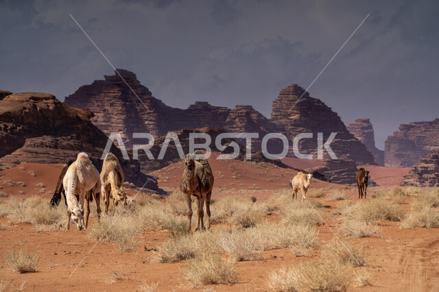 المحميات الطبيعية لرعي الجمال، الاهتمام بتربية الابل في دول الخليج العربي، رعاية المواشي والثدييات في المملكة العربية السعودية، مجموعة من النوق العربية الاصيلة فوق الرمال الذهبية في الصحراء وقت النهار