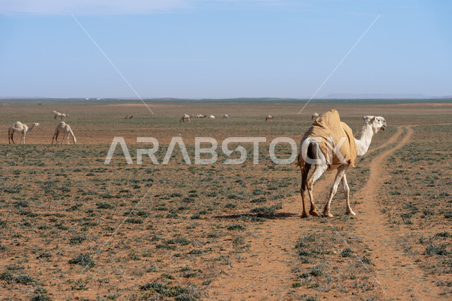 Natural reserves for camel grazing, interest in camel breeding in the Arab Gulf states, livestock and mammal care in the Kingdom of Saudi Arabia, a group of purebred Arabian camels on the golden sands of the desert during the day