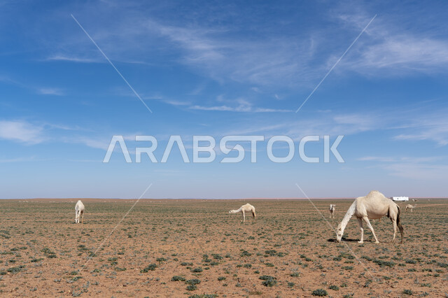 المحميات الطبيعية لرعي الجمال، الاهتمام بتربية الابل في دول الخليج العربي، رعاية المواشي والثدييات في المملكة العربية السعودية، مجموعة من النوق العربية الاصيلة فوق الرمال الذهبية في الصحراء وقت النهار