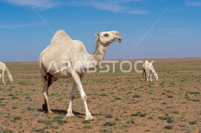 المحميات الطبيعية لرعي الجمال، الاهتمام بتربية الابل في دول الخليج العربي، رعاية المواشي والثدييات في المملكة العربية السعودية، مجموعة من النوق العربية الاصيلة فوق الرمال الذهبية في الصحراء وقت النهار