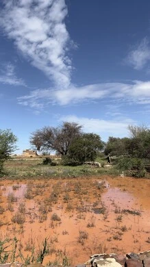View of trees, plants and herbs in the city of Abha, cities and tourist places in the Kingdom of Saudi Arabia, lands and wide green spaces, sky full of white clouds, nature background