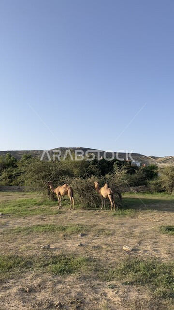مجموعة من حيوان الجمل يمشي في احد المحميات البرية في مدينة عسير، مفهوم رعاية المواشي والثدييات في المملكة العربية السعودية، الاشجار النباتات الخضراء في القرى الطبيعية
