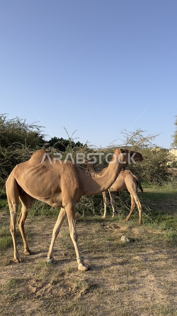 مجموعة من حيوان الجمل يمشي في احد المحميات البرية في مدينة عسير، مفهوم رعاية المواشي والثدييات في المملكة العربية السعودية، الاشجار النباتات الخضراء في القرى الطبيعية