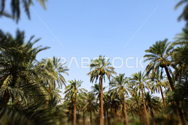 مزارع النخيل  الخضراء في المملكة العربية السعودية ،محميه طبيعيه  لزراعة اشجار النخيل ،أراضي زراعيه خضراء ، اشجار ومحاصيل زراعية 