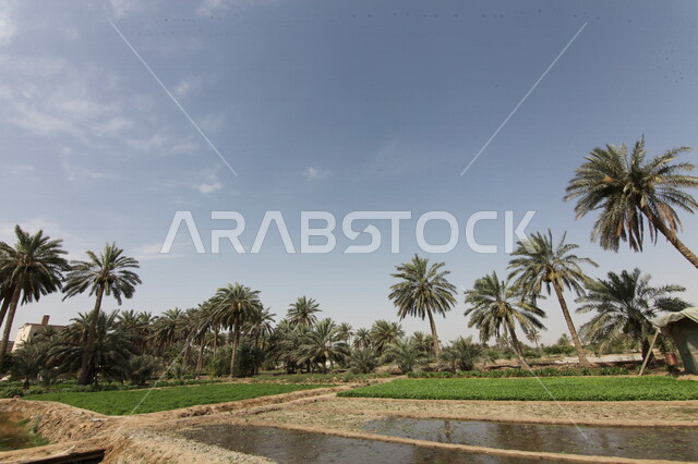 مزارع النخيل  الخضراء في المملكة العربية السعودية ،محميه طبيعيه  لزراعة اشجار النخيل ،أراضي زراعيه خضراء ، اشجار ومحاصيل زراعية 