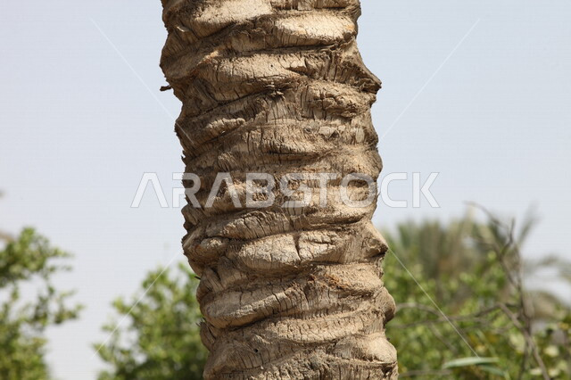 صوره مقربه لجذع نخله, مزارع النخيل في المملكه العربيه السعوديه, التشجير, البيئه الطبيعه الخضراء