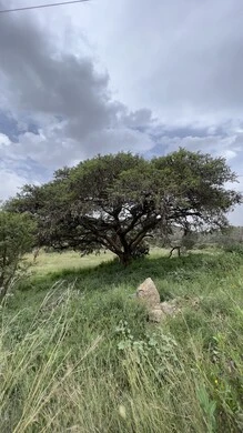 منتزة السودة في عسير، الطبيعة والمنتزهات والحدائق الخضراء، سلاسل الجبال الصخرية والقمم العالية في النهار، أماكن طبيعية للمغامرات ورحلات السفاري والاستمتاع، الشجر والنبات المغطي سفوح الجبل، التضاريس والبيئة الجبلية لمنطقة أبها