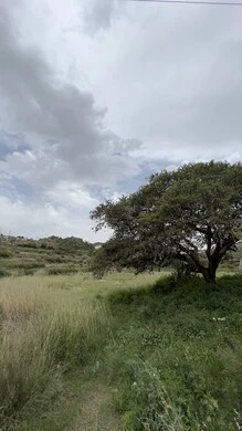 منتزة السودة في عسير، الطبيعة والمنتزهات والحدائق الخضراء، سلاسل الجبال الصخرية والقمم العالية في النهار، أماكن طبيعية للمغامرات ورحلات السفاري والاستمتاع، الشجر والنبات المغطي سفوح الجبل، التضاريس والبيئة الجبلية لمنطقة أبها
