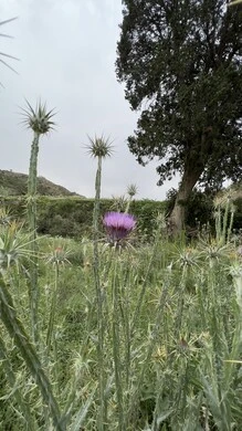 Al-Soudah Park in Asir, nature, parks and green gardens, rocky mountain ranges and high peaks during the day, natural places for adventures, safaris and enjoyment, trees and plants covering the mountain slopes, terrain and mountainous environment of the Abha region